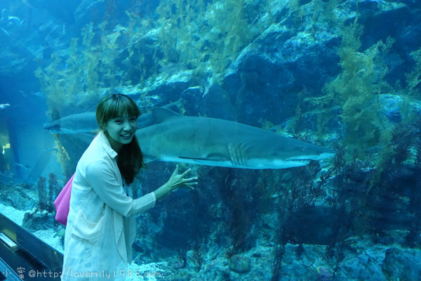 杜拜+義大利。夢想之旅　Day6-3　杜拜【世界最大水族館&水底動物園(Dubai Aquarium & Underwater Zoo)】就在Dubai mall裡面！