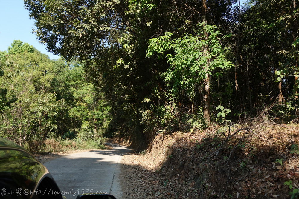 【泰國。清邁】超親近動物的親子自由行 Day2-2 The Giant Chiangmai Thailand/巨樹咖啡屋