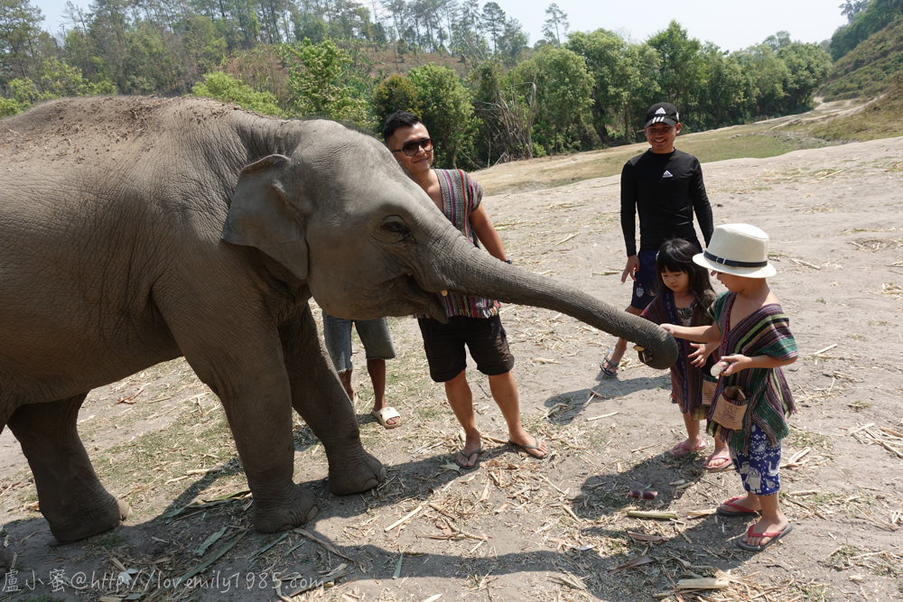 【泰國。清邁】超親近動物的親子自由行 Day3-1 推薦必玩景點！友善大象體驗營。不騎大象，陪大象一整天(上午：親近大象，有影片)