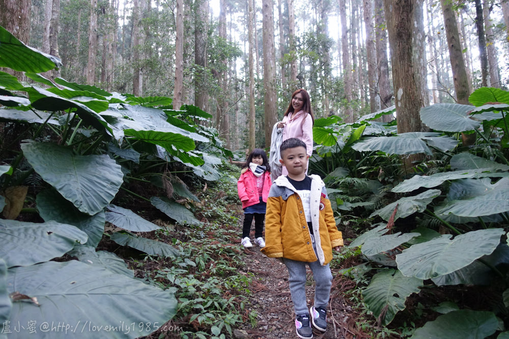 【露營】聖誕快樂回味第七露。新竹尖石鄉起初露營區 Day2-2 內心戲很多的森林步道。起初露營區介紹