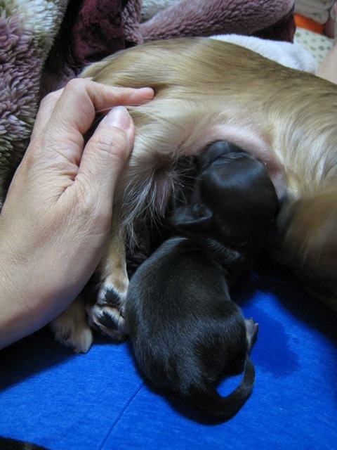 2007.2.10 ~ 2.12　無緣的娃娃狗ｂａｂｙ